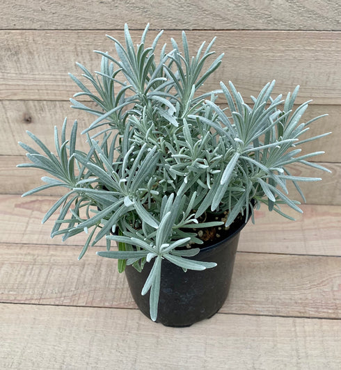 English Lavender